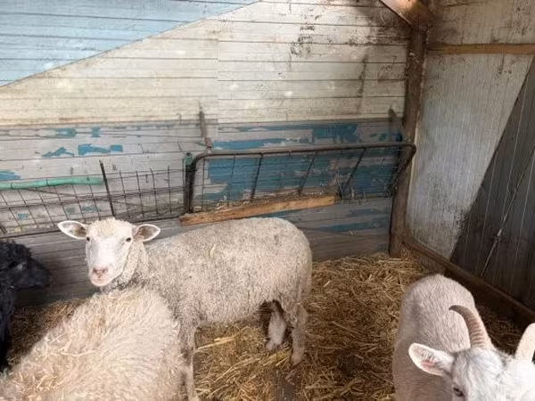 Ovelha, Merino sheep — Hungria