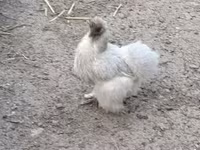gallina danesa — foto 3
