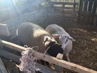 Carnero, White Suffolk sheep — foto 2