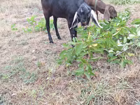 Jarac, Nubian Goat — fotografija 1