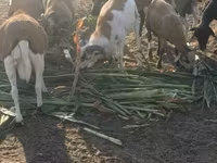 Widder, Cameroon sheep — Foto 1