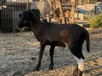 Қошқар, Cameroon sheep — 2-сурет