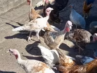 إنديان رانر — الصورة 5