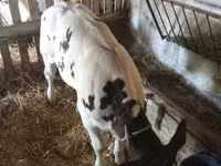 Bull, Cattle — photo 6