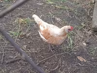 Chickens — zdjęcie 5
