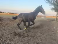 حصان, Nonius horse — الصورة 2