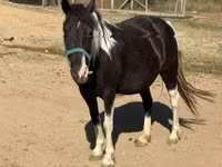 Égua, Cavalos — foto 2