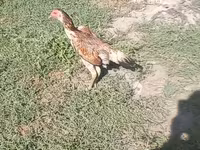 Chickens — fotografija 3