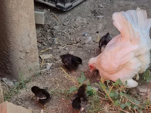 Chickens