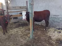 Сиыр, Ірі қара — 2-сурет