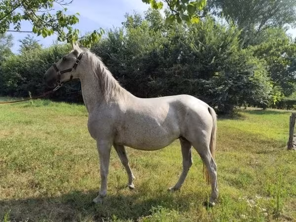 Бие, Lipizzaner