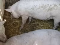 मादा सूअर, Крупная белая — फ़ोटो 6