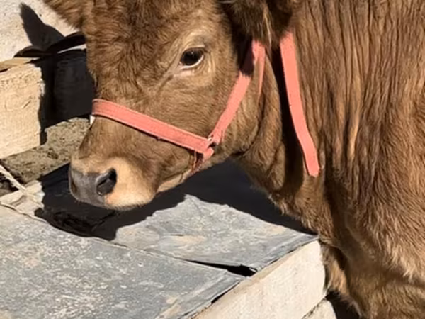 雌牛, ベルギー青牛
