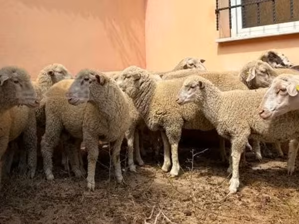 Qoç, Ile-de-France sheep