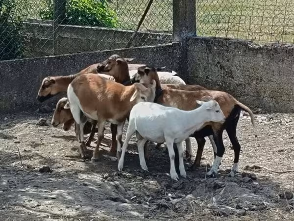Вівця, Cameroon sheep