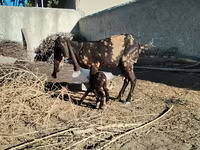Goat, Kamori goats — photo 2