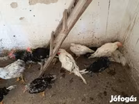 Chickens — الصورة 4