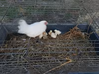 Chickens — Foto 2