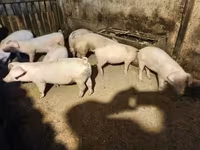 公猪 — 照片 6