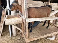 Коза, Alpine goat — фото 8