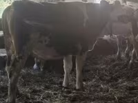 母牛, Russian Black pied cattle — 照片 2