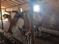 Cow, Simmental cattle — photo 1