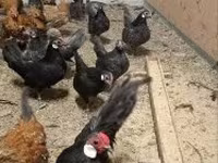Chickens — Foto 2