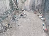 Chickens — foto 3