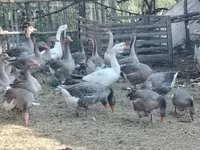 Geese — fotografija 2