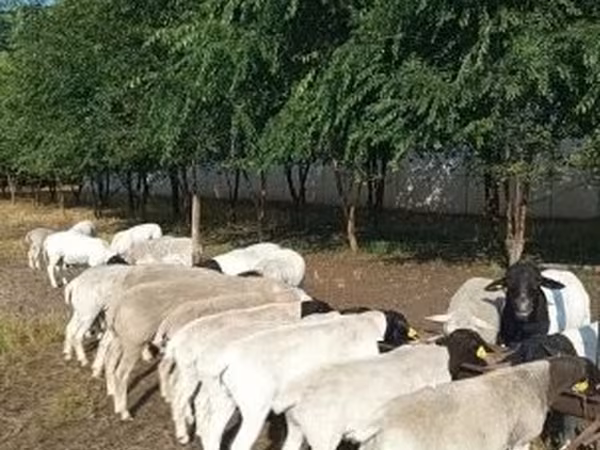 Qoç, Dorper sheep