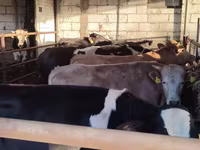 Bik, Simmental cattle — fotografija 3