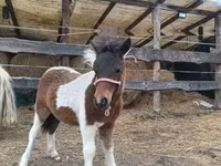 Égua, Shetland Pony — foto 4