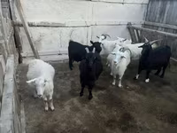 Koza, Kozy — zdjęcie 2