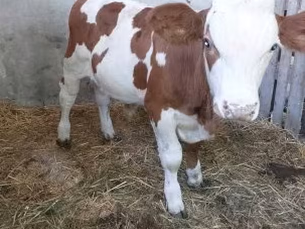 Byk, Simmental cattle — Węgry