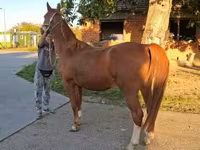 Cavalo, Kisber felver — foto 2