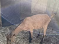 Ziege, Alpine goat — Foto 1