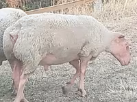 Ovan, Rouge de l’Ouest sheep — fotografija 1