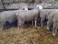Carnero, Ile-de-France sheep — foto 6