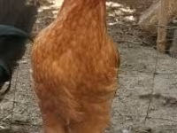 Chickens — zdjęcie 2