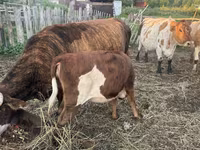 Bik, Simmental cattle — fotografija 6