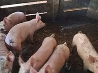 Boar, Pigs — photo 2