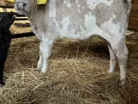 गाय, गोलस्टीन नस्ल — फ़ोटो 1