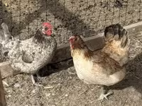 Chickens — foto 2