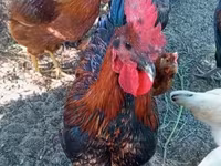 Ayam Cemani — zdjęcie 4