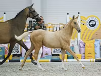 Cavalo, Cavalos — foto 4