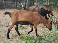 母山羊, Alpine goat — 照片 1