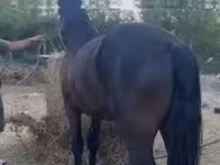Cavalo, Friesian — foto 3