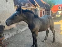 Koń, Konie — zdjęcie 1