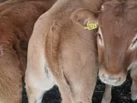 Bulle, Simmental cattle — Foto 5