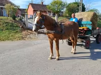 Cavalo, Cavalos — foto 4